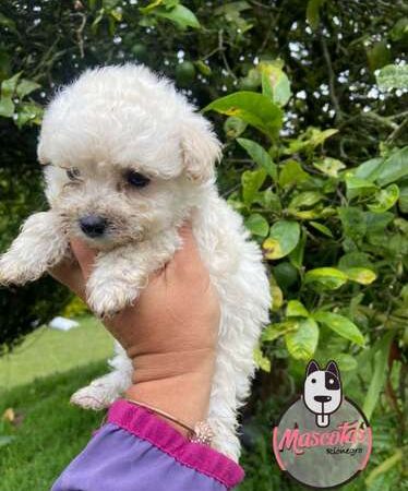 Venta Cachorros Minitoy Monteria