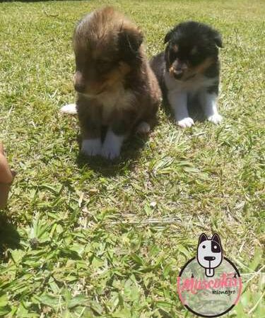 Pastor De Shetland Precio Rebajado