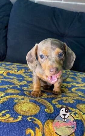 Venta De Perros Teckel Isabela Merle