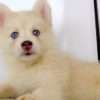 Venta De Perros Pomsky En Bogota - Image 4
