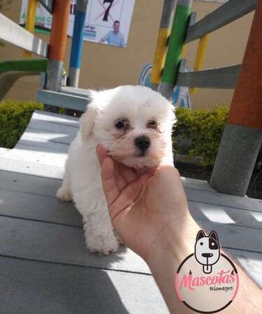 Bichon Maltes Venta En Bogota