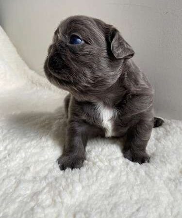 Criador De Bulldog Frances Medellin