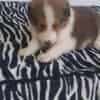 Venta de Perros Pastor Shetland Santa Marta - Image 2
