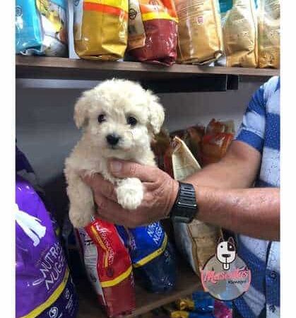 Cachorros Tacita De Té en venta Medellín