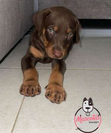 Precio Doberman Bogota Colombia