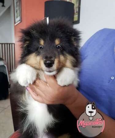 Pastor De Shetland Precio