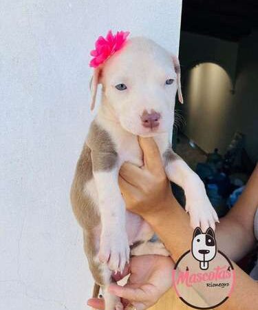 Precio American Pitbull Terrier