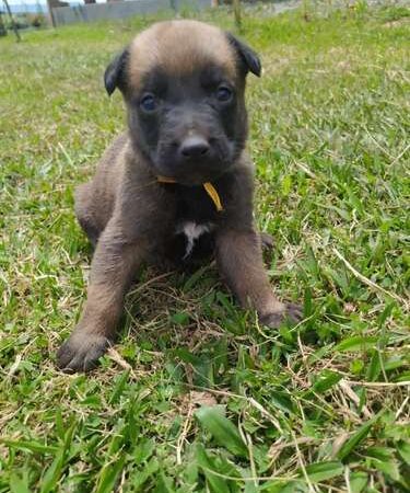 Pastor Belga Mascotas Medellin