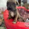 Venta Pitbulls Mascotas Medellin Bogota Cali - Image 3