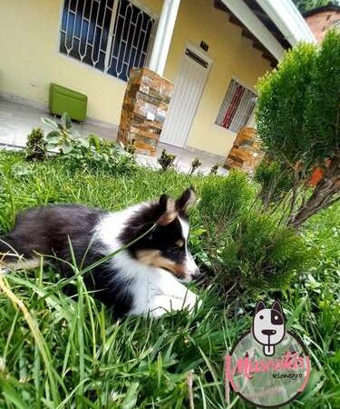 Criadero Pastor Shetland