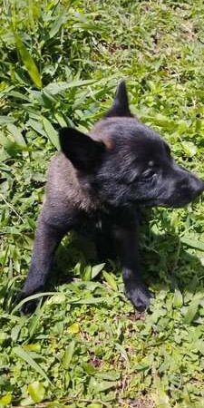 Venta de Cachorros Pastor Belga Bogotá