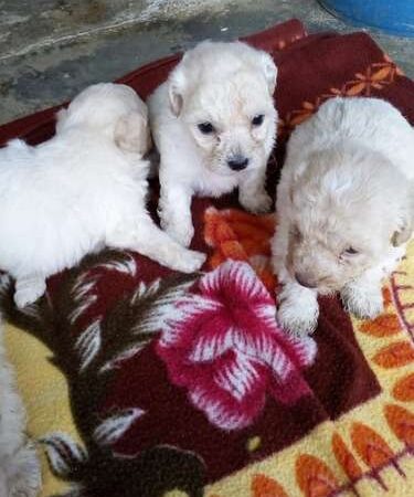 Venta de Perros Tacita De Te Bogota