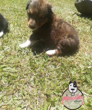 Pastor Shetland Venta