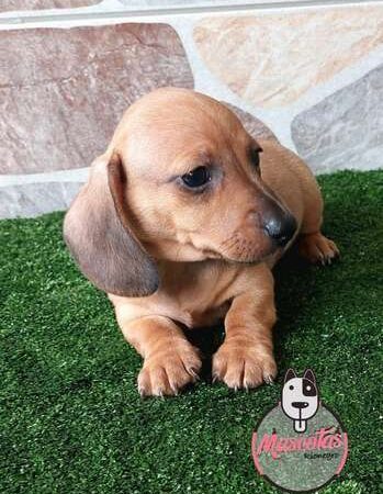 Venta de Perros Dachshund Monteria