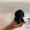 Perro Cocker A La Venta