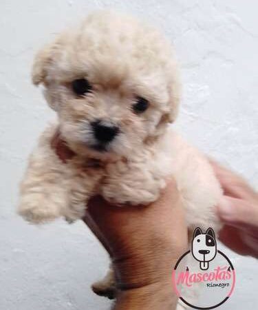 Precio De Perro Tacita De Te