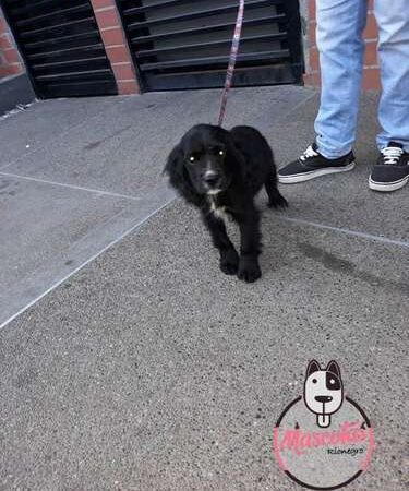 Cocker Spaniel Precio  Especial