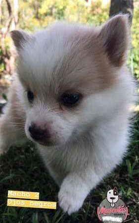 Precio Pomsky en Villavicencio