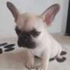 Bulldog frances bebe precio - Image 4