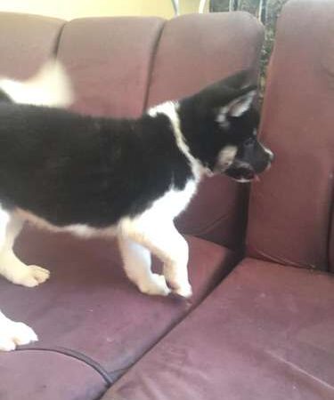 Perro akita precio colombia