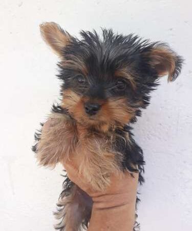 Venta de Cachorros Yorkshire Terrier en Villavicencio