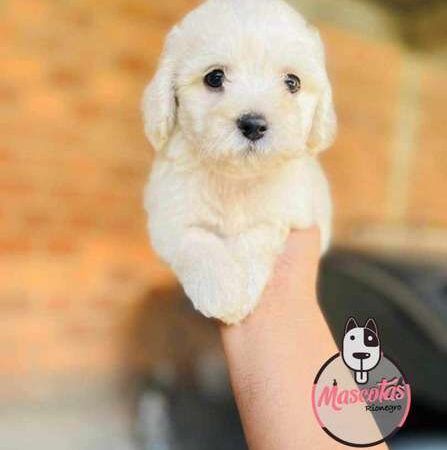 Venta de Cachorros Mini Toy French Poodle Valledupar