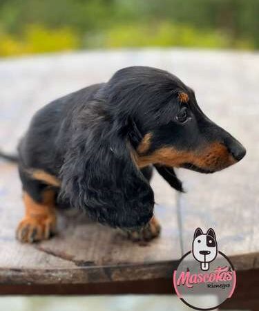 Venta de perros Teckel Black At Medellín