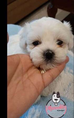 Venta de Perros Bichon Maltes Villavicencio