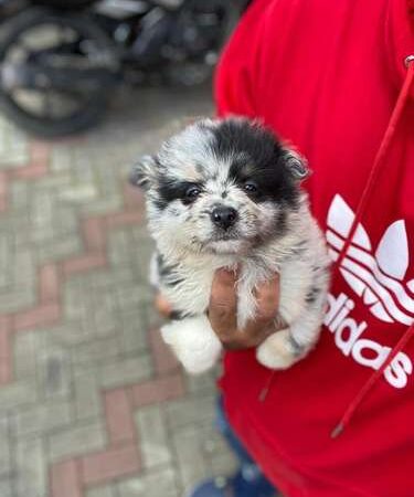 Precio Pomsky en Santa Marta