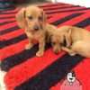 Venta De Cachorros Teckel Cafe Cali