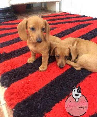 Venta De Cachorros Teckel Cafe Cali