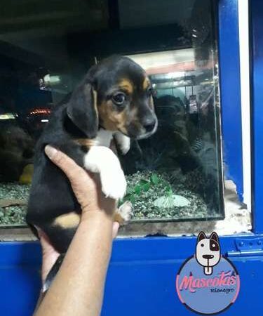Cachorros Beagle En Venta En Bogota