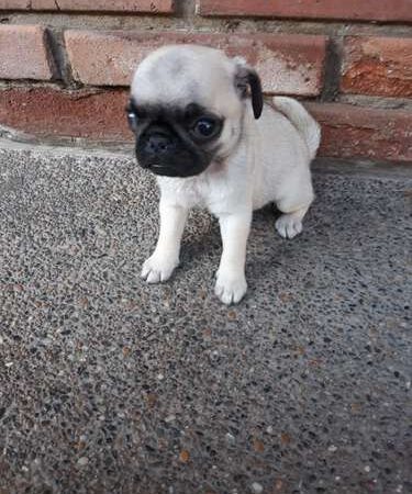 Precio De Perro Pug Medellin Bogota Cali