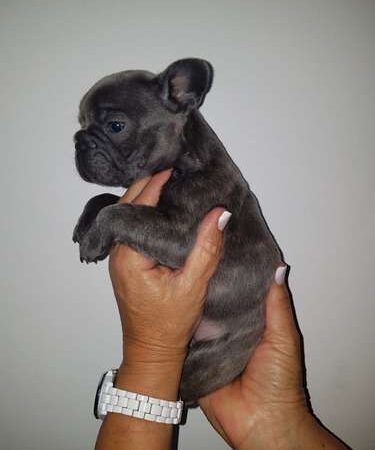 Precio Bulldog Francés Blue Cartagena