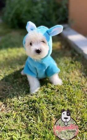 Precio Maltes En Medellin