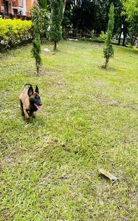 Pastor Belga precio en Bogota