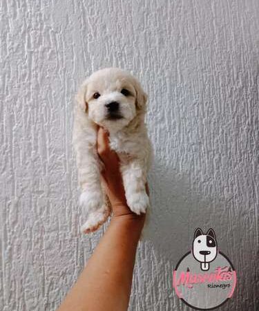 Venta de Perros Taza De Te Bogota