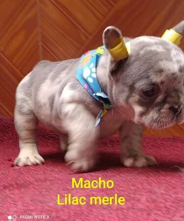 Bulldog Francés precio en Ibagué