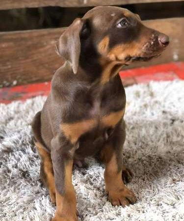 Precio Doberman en Bucaramanga