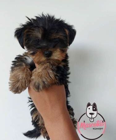 Raza Yorkie Precio Promocion