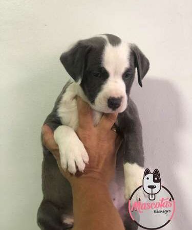 Pitbull Comprar Mascotas Medellin Bogota Cali
