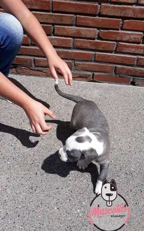 Perros Pitbull Blue En Venta