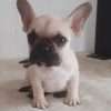 Bulldog frances bebe precio