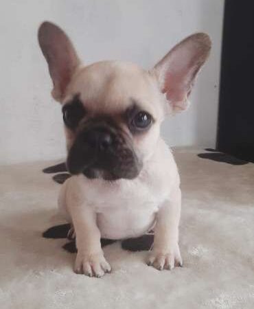 Bulldog frances bebe precio