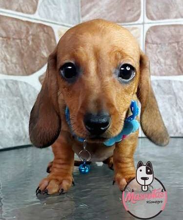 Venta de Perros Teckel enBarranquilla