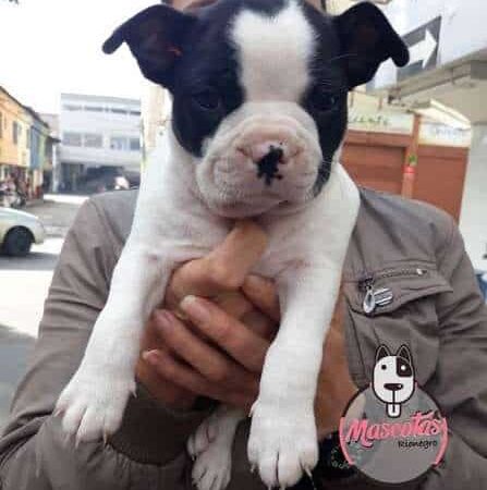 Criaderos de Boston Terrier Puros