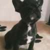Bulldog frances bebe precio - Image 7