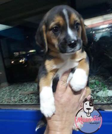 Perros Beagle Precios Rebajados