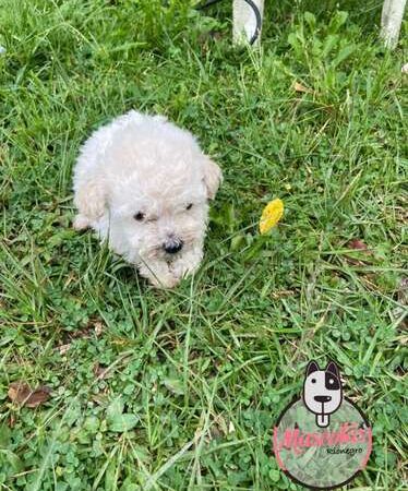 Venta de Perros Tacita De Te Armenia