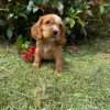 Perros Cocker En Venta En Bogota - Image 3